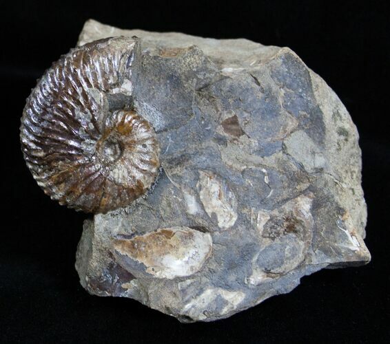 Very Displayable Scaphites Ammonite - SD #2061